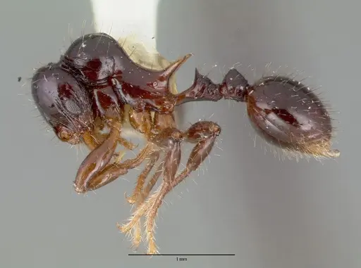 Lordomyrma furcifera specimen CASTYPE06937 image castype06937_3