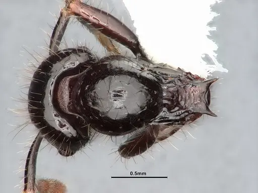 Lordomyrma infundibuli specimen CASENT0885527 image casent0885527_1