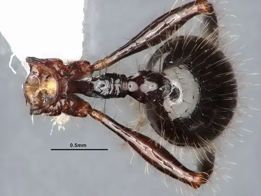 Lordomyrma infundibuli specimen CASENT0885527 image casent0885527_2