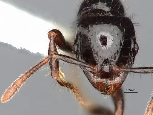 Lordomyrma infundibuli specimen CASENT0885527 image casent0885527_3
