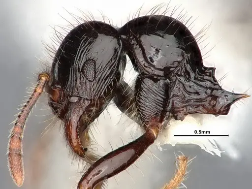 Lordomyrma infundibuli specimen CASENT0885527 image casent0885527_4