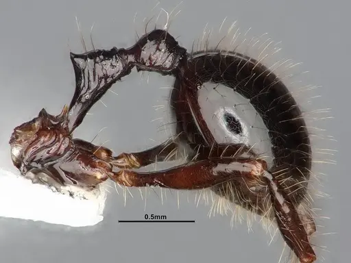 Lordomyrma infundibuli specimen CASENT0885527 image casent0885527_5