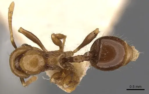 Lordomyrma infundibuli specimen CASENT0900966 image casent0900966_1