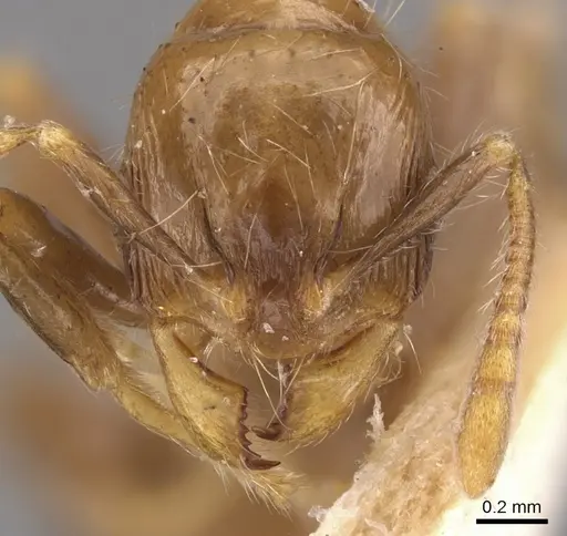 Lordomyrma infundibuli specimen CASENT0900966 image casent0900966_2