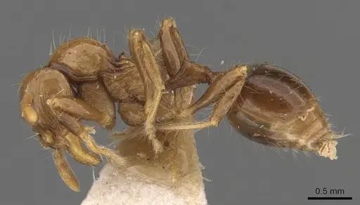 Lordomyrma infundibuli specimen CASENT0900966 image casent0900966_3