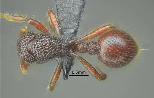 Lordomyrma jingpo specimen ANTWEB1060548 image antweb1060548_1