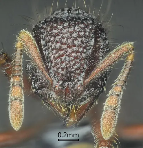 Lordomyrma jingpo specimen ANTWEB1060548 image antweb1060548_2