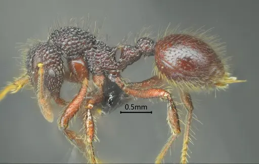 Lordomyrma jingpo specimen ANTWEB1060548 image antweb1060548_3