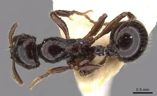 Lordomyrma nigra specimen CASENT0900967 image casent0900967_1