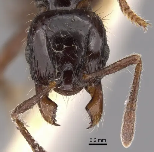 Lordomyrma nigra specimen CASENT0900967 image casent0900967_2