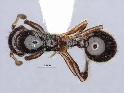 Lordomyrma nigra specimen CASENT4032450 image casent4032450_1