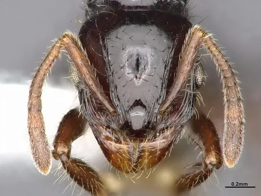 Lordomyrma nigra specimen CASENT4032450 image casent4032450_2
