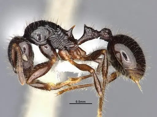 Lordomyrma nigra specimen CASENT4032450 image casent4032450_3