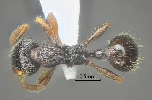 Lordomyrma nima specimen ANTWEB1060549 image antweb1060549_1