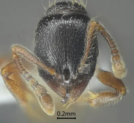 Lordomyrma nima specimen ANTWEB1060549 image antweb1060549_2