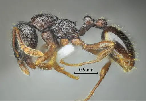 Lordomyrma nima specimen ANTWEB1060549 image antweb1060549_3