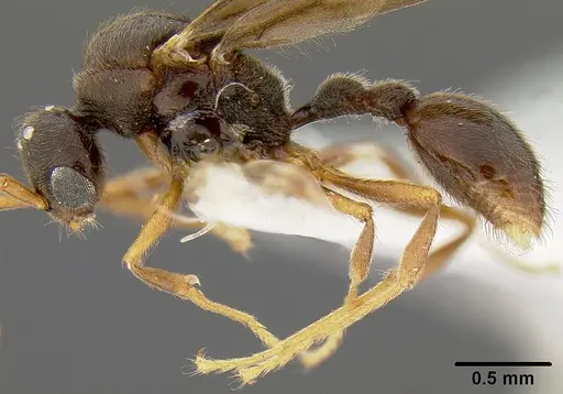 Lordomyrma polita specimen CASENT0171005 image casent0171005_3