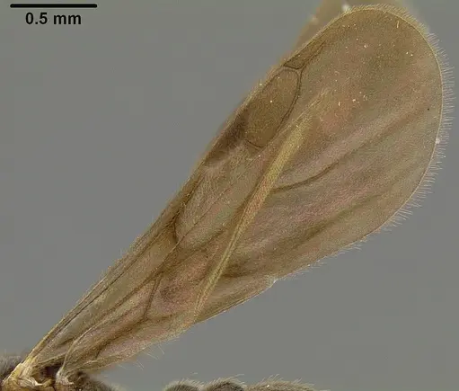 Lordomyrma polita specimen CASENT0171005 image casent0171005_4