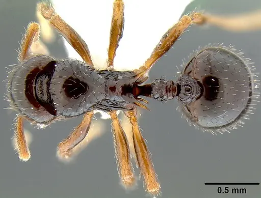 Lordomyrma polita specimen CASENT0171007 image casent0171007_1