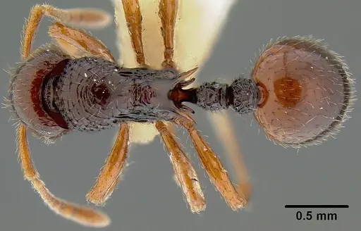 Lordomyrma polita specimen CASENT0171012 image casent0171012_1