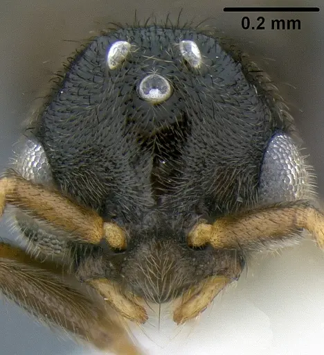 Lordomyrma polita specimen CASENT0171117 image casent0171117_1