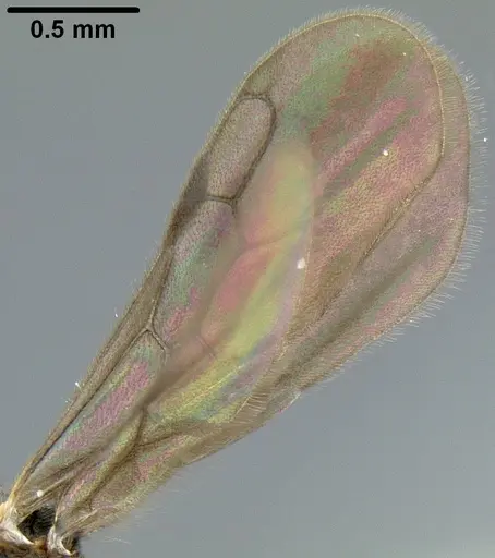 Lordomyrma polita specimen CASENT0171117 image casent0171117_3