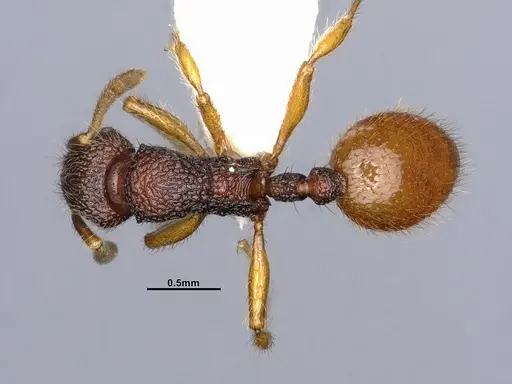 Lordomyrma punctiventris specimen CASENT4032455 image casent4032455_1