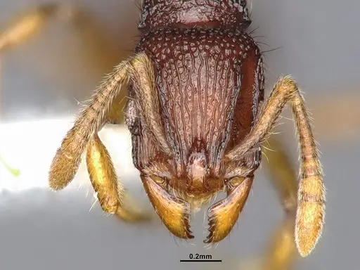 Lordomyrma punctiventris specimen CASENT4032455 image casent4032455_2