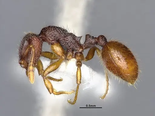 Lordomyrma punctiventris specimen CASENT4032455 image casent4032455_3