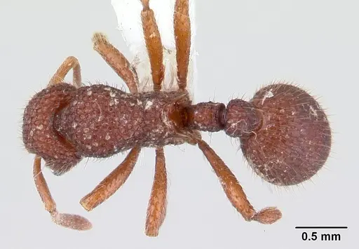 Lordomyrma reticulata specimen CASENT0012197 image casent0012197_1