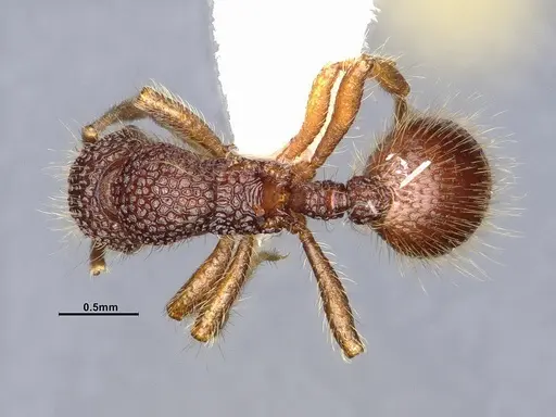 Lordomyrma reticulata specimen CASENT4032446 image casent4032446_1