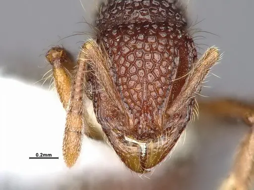 Lordomyrma reticulata specimen CASENT4032446 image casent4032446_2