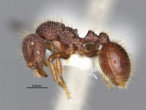 Lordomyrma reticulata specimen CASENT4032446 image casent4032446_3