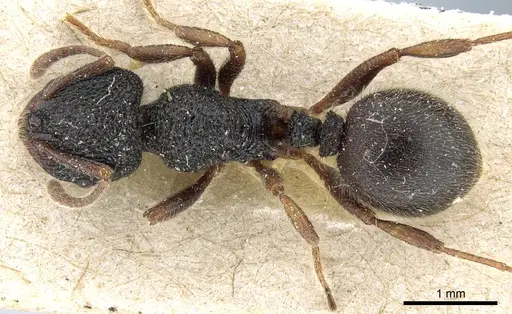 Lordomyrma rouxi specimen CASENT0904676 image casent0904676_1