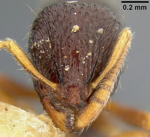 Lordomyrma rugosa specimen CASENT0171015 image casent0171015_1