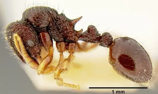 Lordomyrma rugosa specimen CASENT0171015 image casent0171015_2
