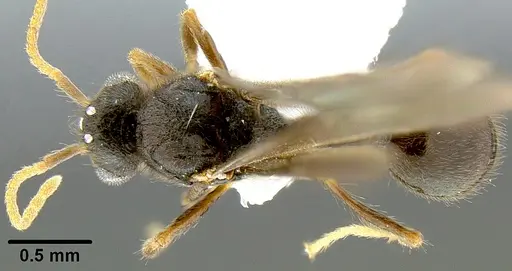 Lordomyrma rugosa specimen CASENT0171118 image casent0171118_1