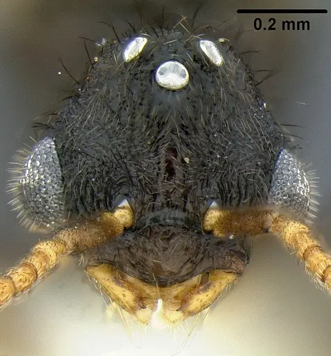 Lordomyrma rugosa specimen CASENT0171118 image casent0171118_2