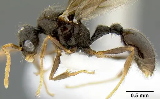 Lordomyrma rugosa specimen CASENT0171118 image casent0171118_3