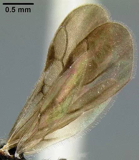 Lordomyrma rugosa specimen CASENT0171118 image casent0171118_4