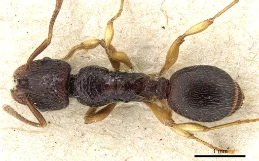 Lordomyrma sarasini specimen CASENT0904675 image casent0904675_1