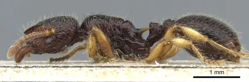 Lordomyrma sarasini specimen CASENT0904675 image casent0904675_3