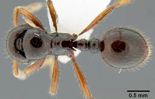 Lordomyrma stoneri specimen CASENT0171003 image casent0171003_1