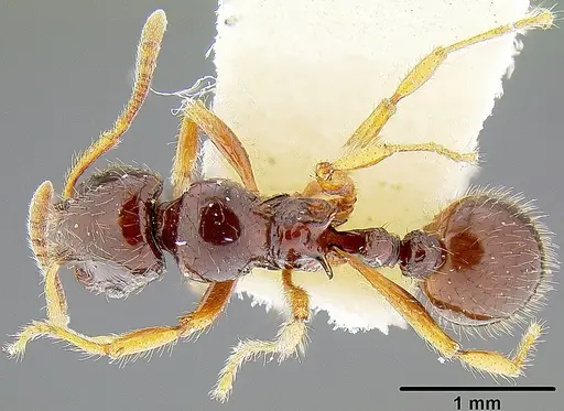Lordomyrma stoneri specimen CASENT0171014 image casent0171014_1