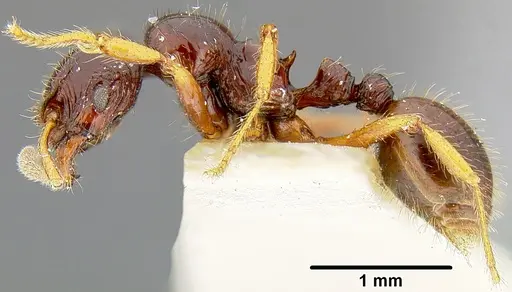 Lordomyrma stoneri specimen CASENT0171014 image casent0171014_3