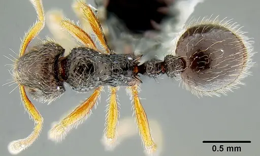 Lordomyrma striatella specimen CASENT0171010 image casent0171010_1