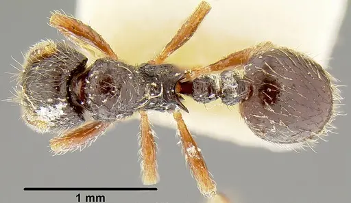 Lordomyrma striatella specimen CASENT0171016 image casent0171016_1