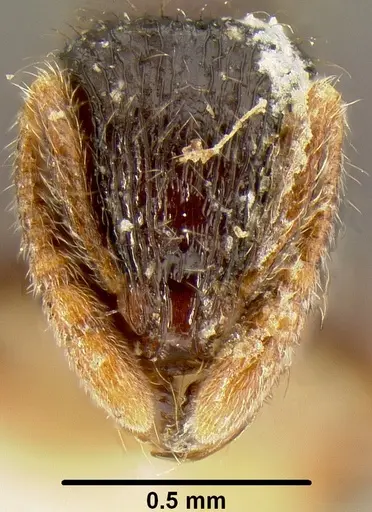 Lordomyrma striatella specimen CASENT0171016 image casent0171016_2