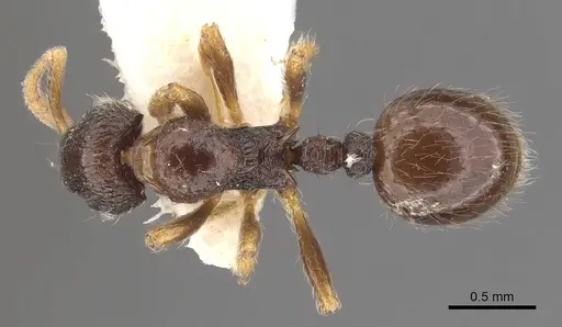 Lordomyrma striatella specimen CASENT0909071 image casent0909071_1