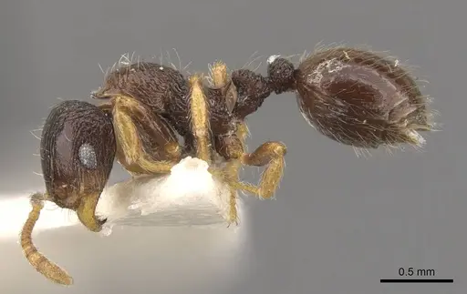 Lordomyrma striatella specimen CASENT0909071 image casent0909071_3
